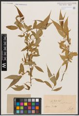 Salix babylonica L. x Salix fragilis L.